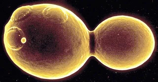 面团被塞了一口膨松剂,然后…它就变成了一个