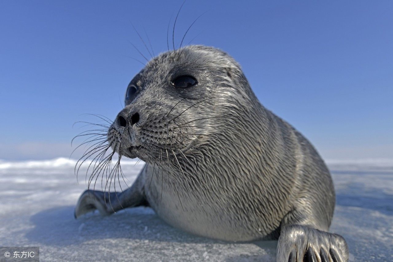 它是世界上最深的湖泊,可供50亿人饮用半个世纪,它曾属于中国