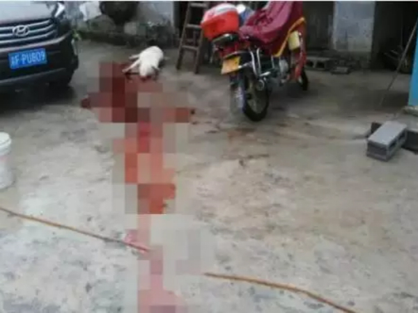 重庆一村民家中200斤肥猪被雷劈死 血流当场 重庆一村民家中200斤肥猪被雷劈死 血流当场