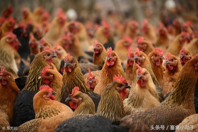 有了这个中药偏方,养鸡再也不怕鸡感冒了