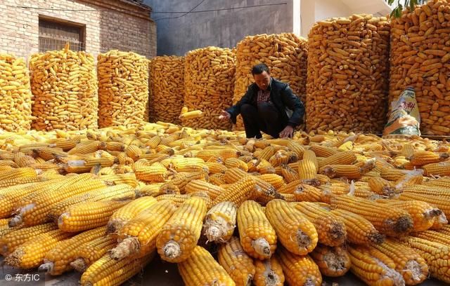 为什么玉米里面会有石墨烯?怎么从玉米芯中提