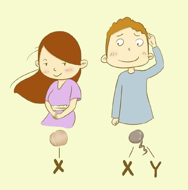 胎儿性别是在什么时候决定的,这个时间真的太