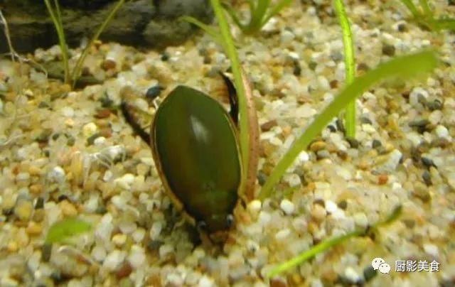 站在食物链顶端的广东人,平常爱吃的都是什么