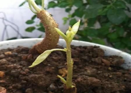 榴莲核怎么种出盆栽