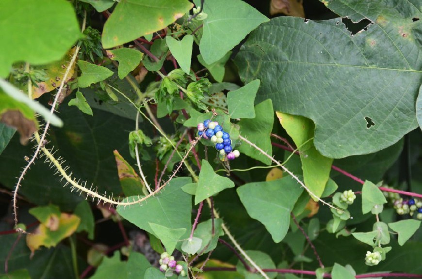 农村一种野草,蛇见了都怕,但叶子果实却是美味