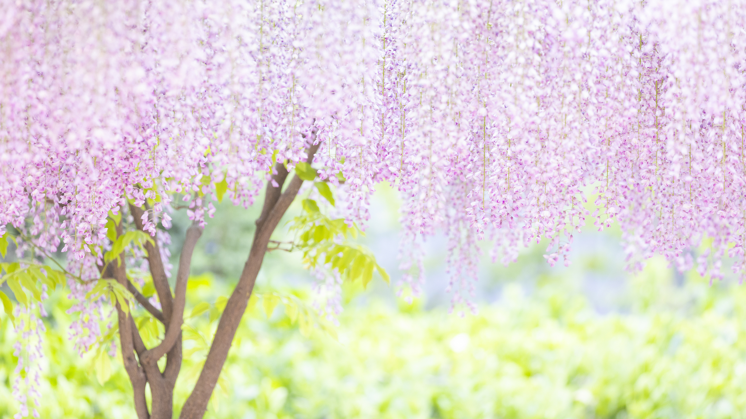 京城紫藤花开，梦幻“紫色瀑布”等您来打卡！