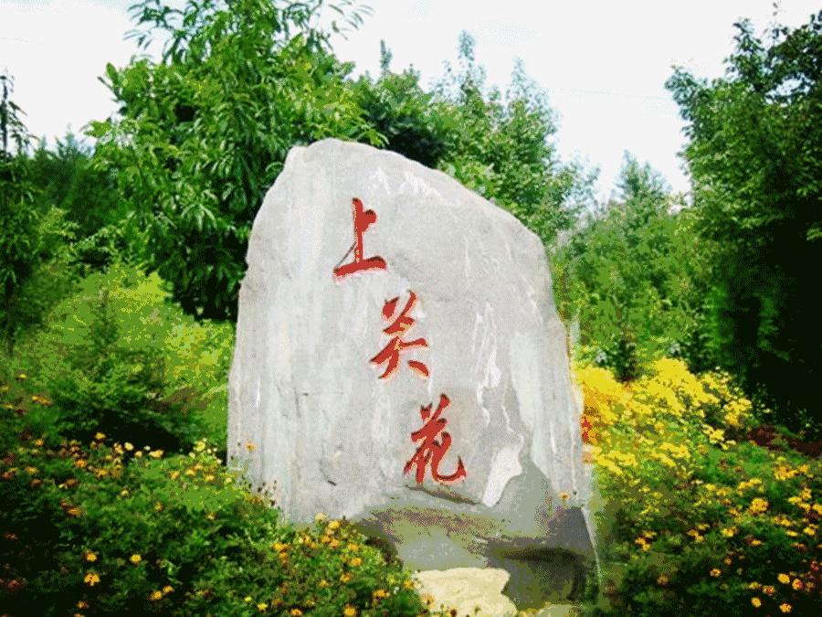 上关花是大理著名的四绝"风,花,雪,月"之首.