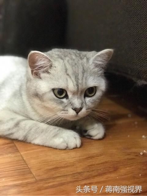 贸易征税中国和欧盟都一样 川普有信心扭转对