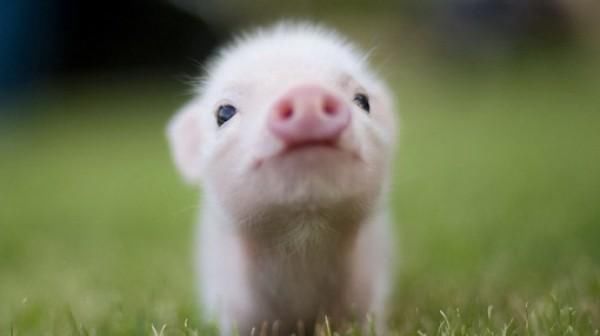 十二生肖中什么是六畜呢?