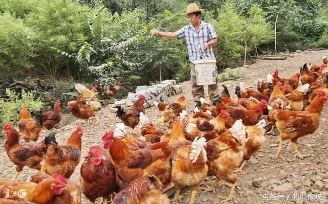 女贞子养猪,中草药养猪配方,中药饲料添加剂女