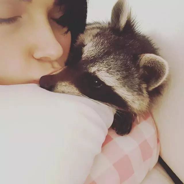 不爱出门的女孩遇见小浣熊之后.