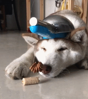 282_318gif 动态图 动图
