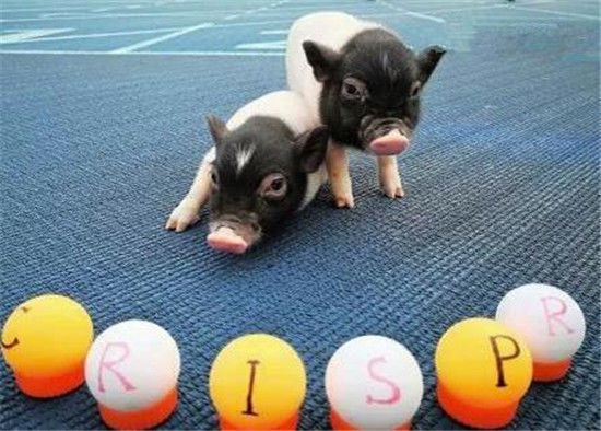 世界首例舞蹈症猪在中国培育成功 亨廷顿舞蹈