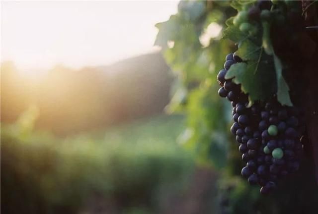 去西班牙旅游,买什么纪念品好呢?