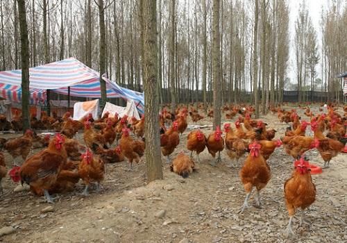 禁养令实施,养殖场大洗牌,专家:为了环境,农