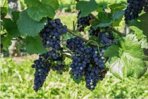 门前葡萄子孙多,银杏进宅满地财有什么讲究?