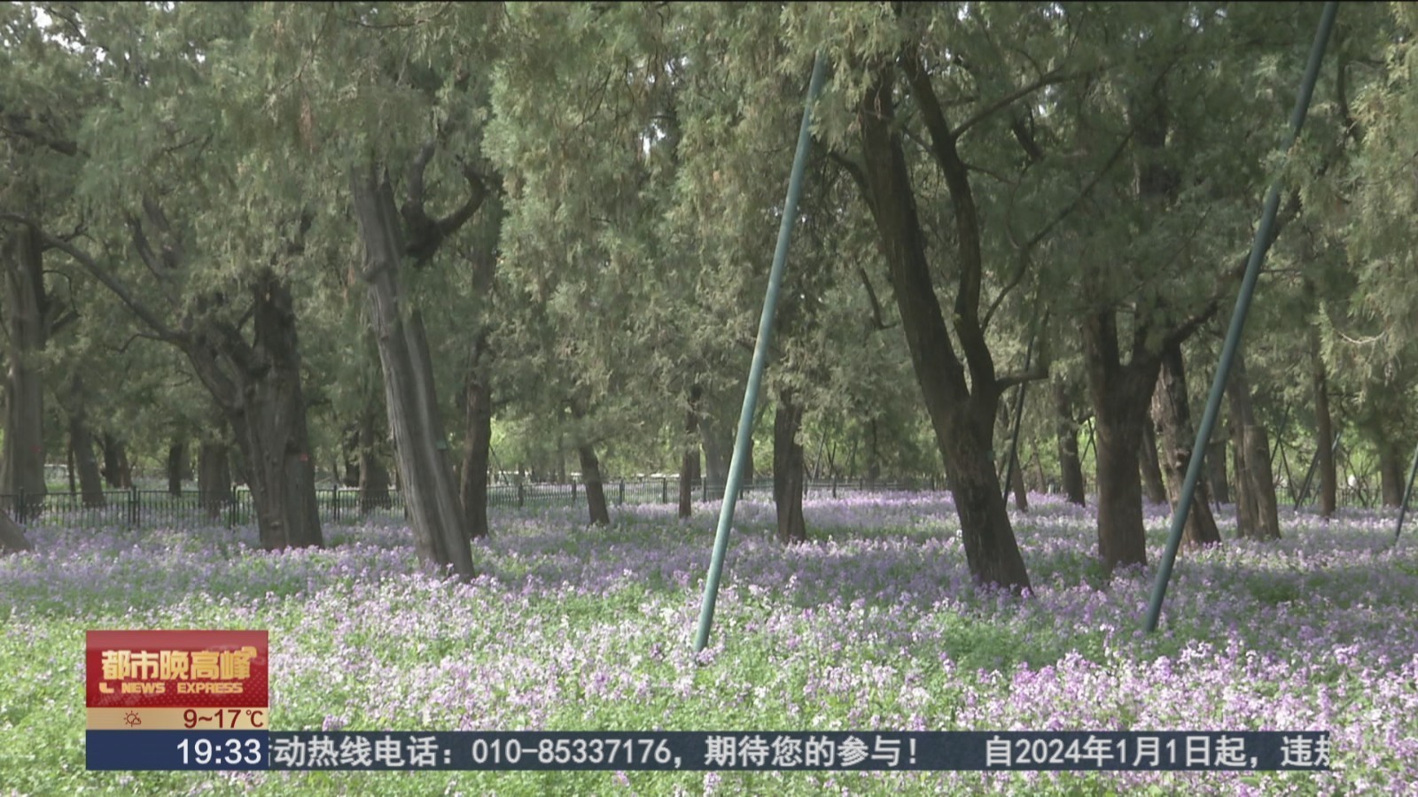 天坛公园二月兰“称霸”春天 呈现“香雪海盛景”