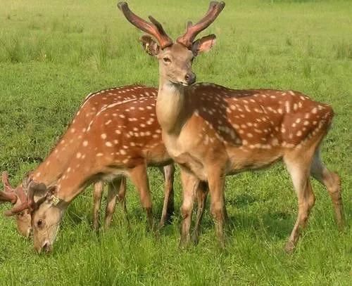 2018-2019年最火爆最赚钱的养殖项目你知道吗