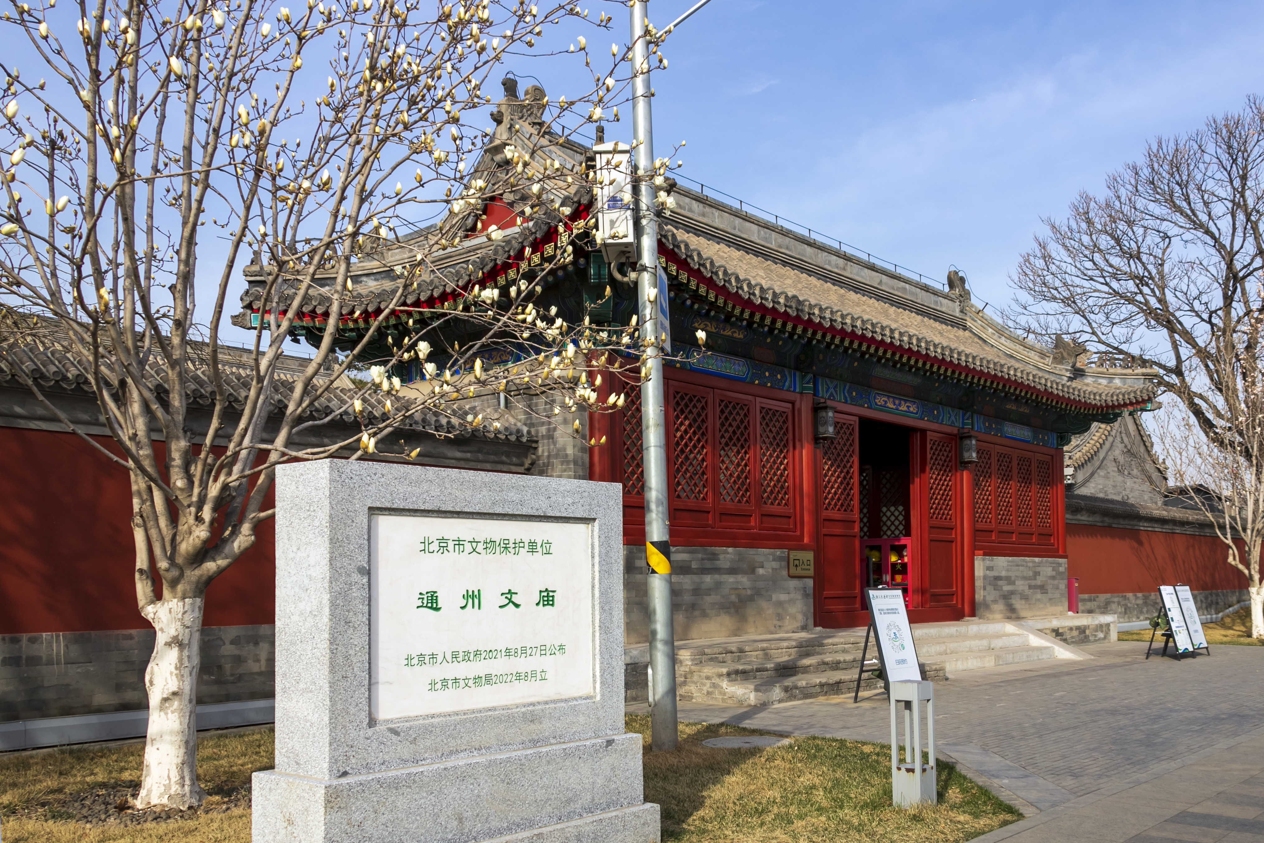 燃灯塔下玉兰香|大运河春花儿