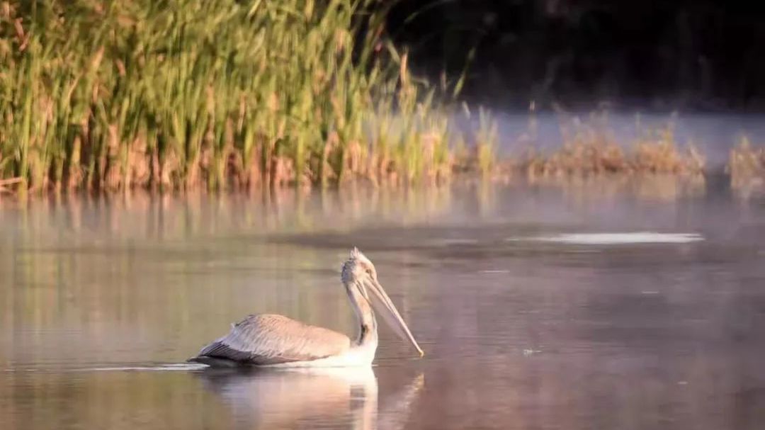 卷羽鹈鹕、白尾海雕、红嘴蓝鹊等27种鸟类“稀客”造访北京城市副中心 卷羽鹈鹕、白尾海雕、红嘴蓝鹊等27种鸟类“稀客”造访北京城市副中心