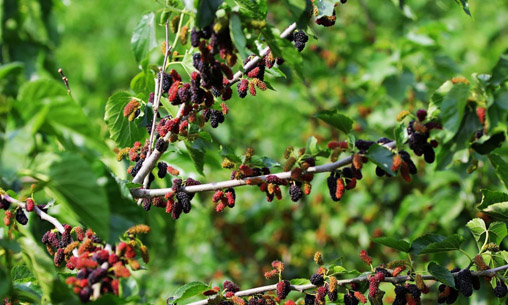 桑葚多少钱一斤?广东遂溪800亩桑果滞销 两元