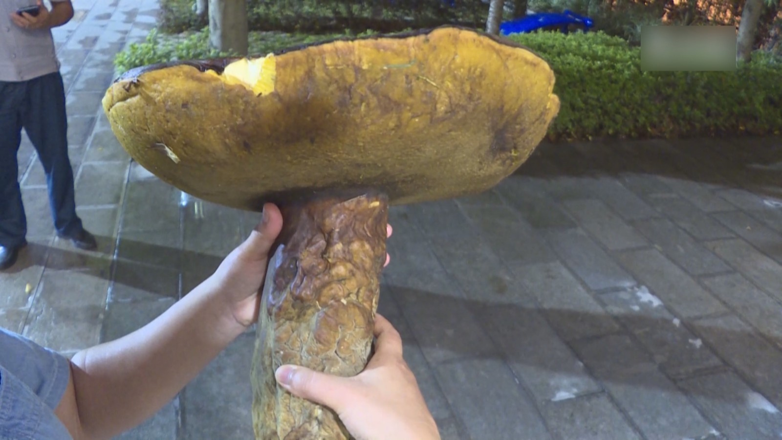 罕见！云南发现2.8公斤牛肝菌大如雨伞