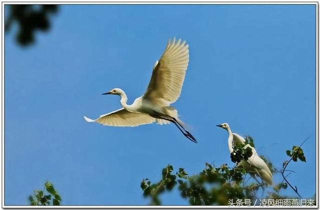 白鹭=两个黄鹂鸣翠柳,一行白鹭上青天