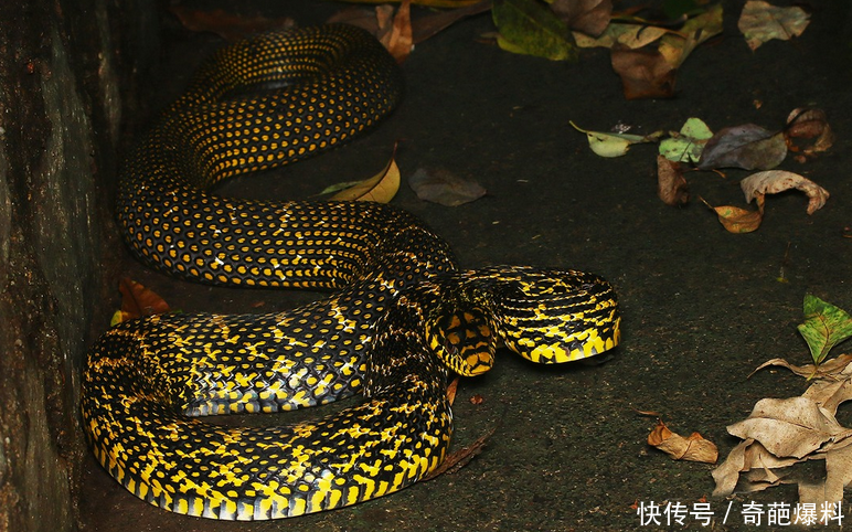 王锦蛇:一里有菜花,十里无毒蛇,被列为国家保护
