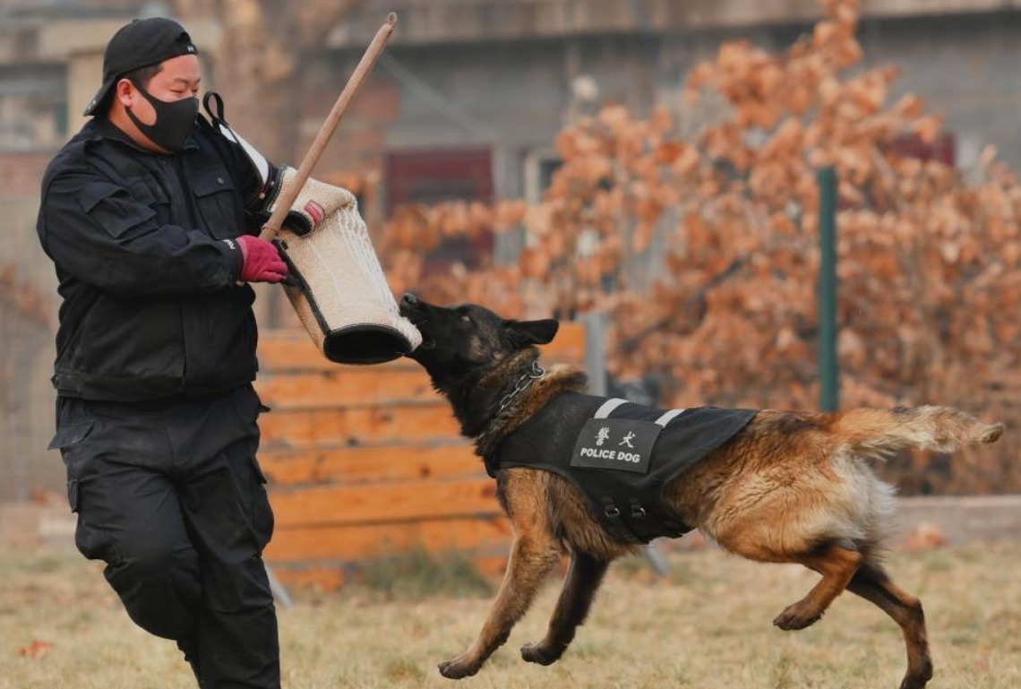 备战"春运" 实拍警犬"拉练"现场