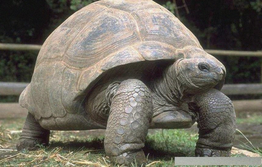 地球上寿命最长的5种动物,乌龟仅排第三,第一