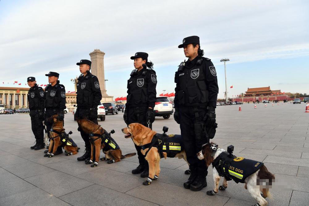 北京女子警犬队图片