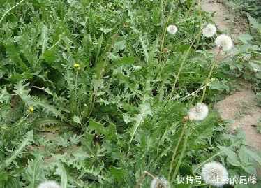 老夫妻双双患胃癌入院,医生痛惜:这种水果再便