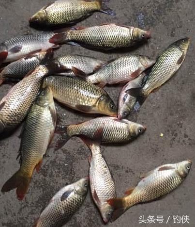 钓鱼饵料:南方冬春两季钓鲤鱼,自制中药玉米的