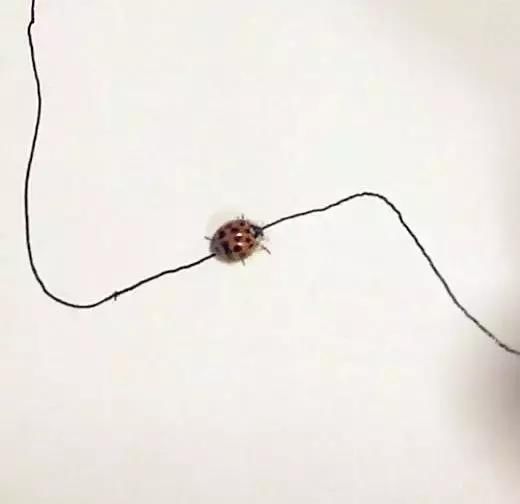 瓢虫世界只有黑白,沿着黑线爬行,这是一条没有