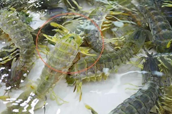 你的意中人,有一天肯定会带着1斤七彩皮皮虾上门提亲.