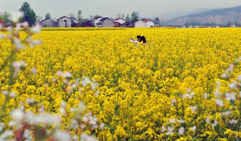 春暖了,花开了。坐高铁到汉中市汉台区,游古汉
