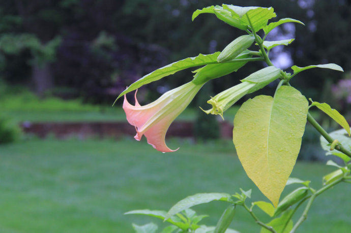 美国最美的私家花园 它的历史比美国建国还要