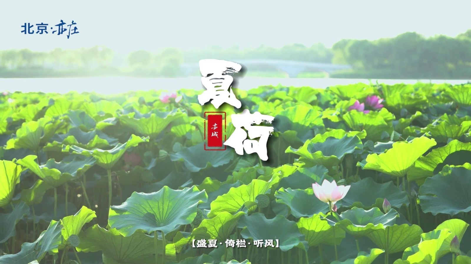 来亦城赏荷，感受清新隽永的别样夏天_北京时间