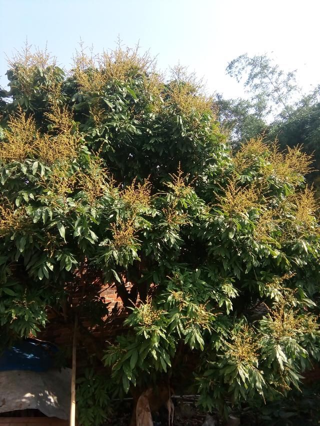 小陆家的后院有好多水果在开花了,准备结果,有大丰收
