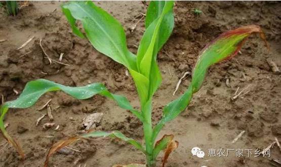 玉米出苗后发黄是什么原因? 玉米出苗后发黄是什么原因?