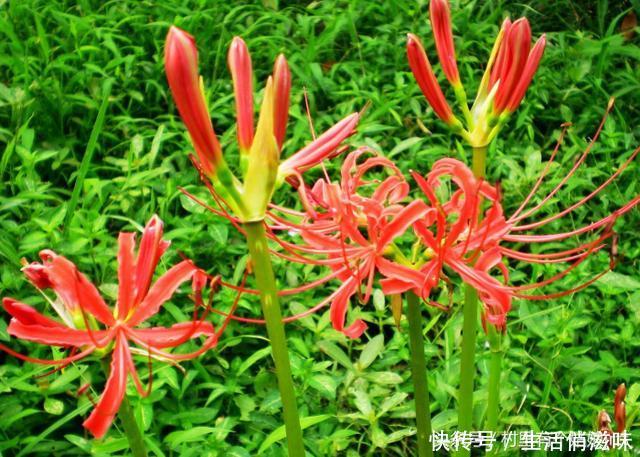 代表着爱情的彼岸花,有着很特殊的意义,还可以