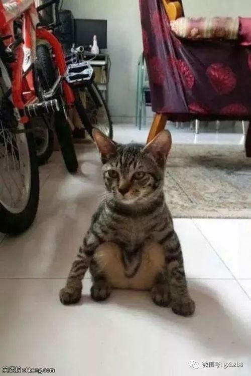 内涵段子:结婚当天看到几个大舅子感觉像哪里