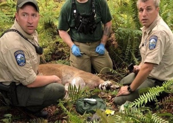 美國兩男誤闖美洲獅地盤惹禍,釀1死1傷,獅子遭人道毀滅!