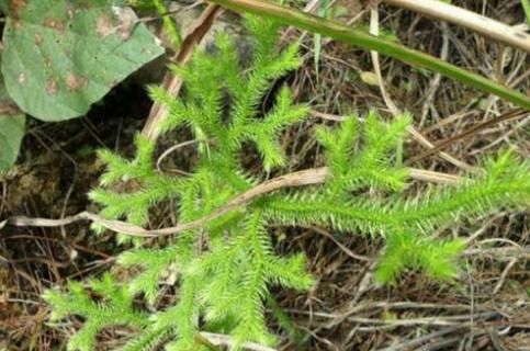 一种可以用来泡酒的野草,外形十分像蜈蚣,能治