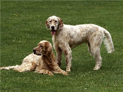 能力十足的哥頓塞特犬,在智商上也毫不遜色