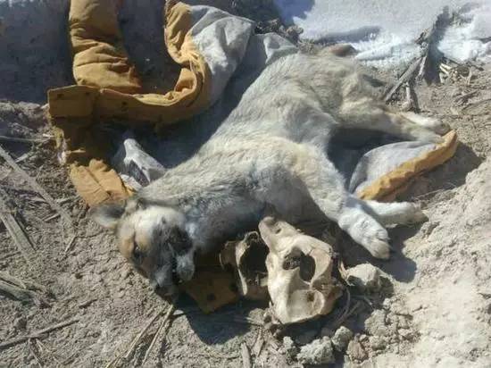 一篇给狗狗的悼文,慎入.