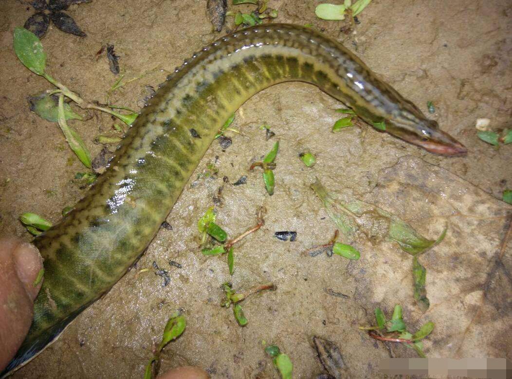 农村最难捕捉的刀鳅鱼,一百多一斤有价无货