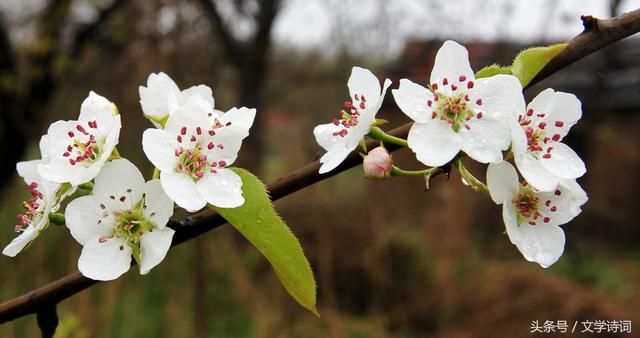 千树万树梨花开 36首含有梨花的诗句,一起欣赏