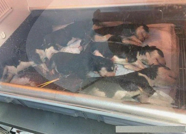 哈士奇怀孕后带它去医院拍片子,我和医生都楞