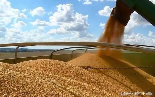 中国减少对美国大豆进口,同其他国家合作,美国